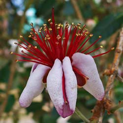 Feijoa